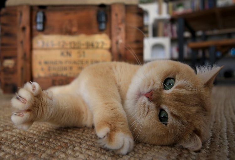 Kediniz nefesinizi neden bu kadar çok kokluyor? Sebebini öğrenince çok şaşırasınız! - Resim: 13