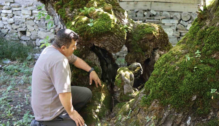 300 yıllık dut ağacında şaşkına çeviren görüntü! Erzurum’da herkes onu konuşuyor