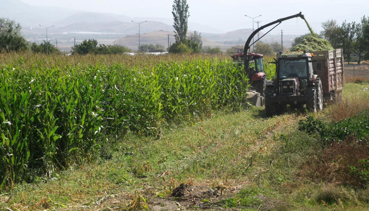 98 dönüm alana ekilen silajlık mısırların hasadı tamamlandı