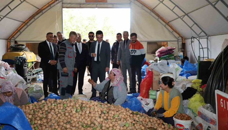 Dinar'da ceviz hasadı başladı
