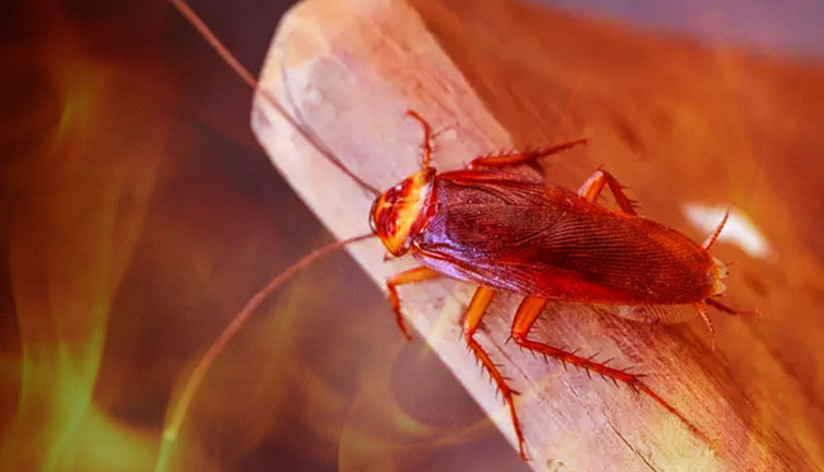 Şeytanlık yaparken evini yaktı! "Hamam böceği" detayı