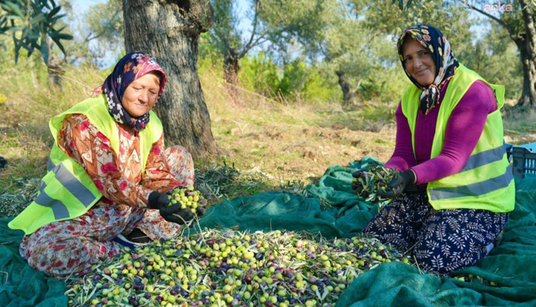 Burhaniye'de zeytin hasadı başladı