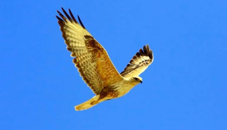 Kızıl şahin avlayan 2 kişiye 661 bin 682 lira ceza!