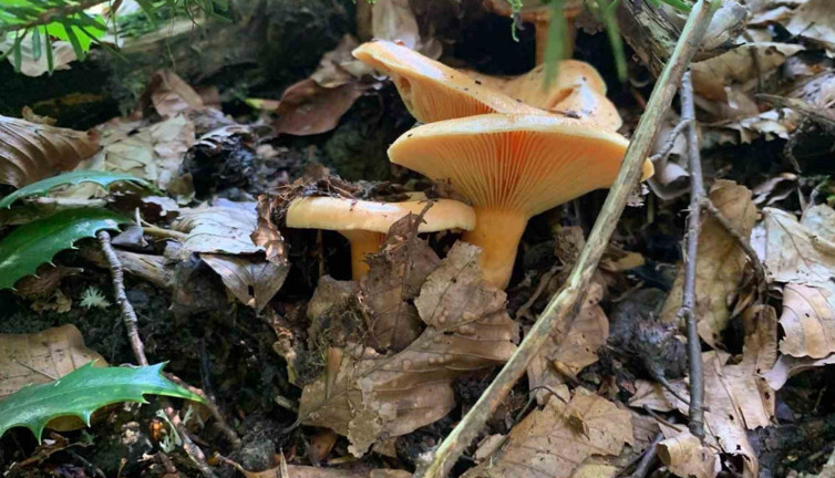 Mantar sezonu başladı: Uzmanlardan zehirlenme uyarısı!