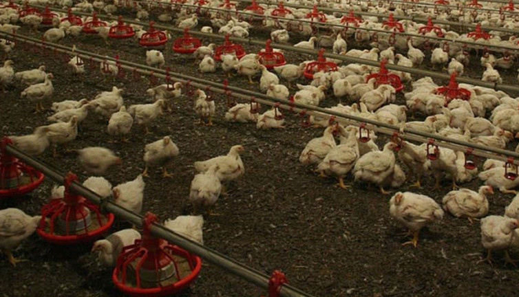 Almaya'da kuş gribi salgını korkuttu! İtlaf edilen hayvan sayısı 500 bini geçti