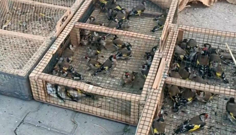 Yasadışı avcılığa 655 bin TL ceza