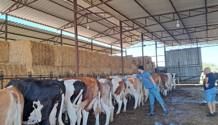 Şap alarmı: Nazilli’de 13 mahalle karantinada!