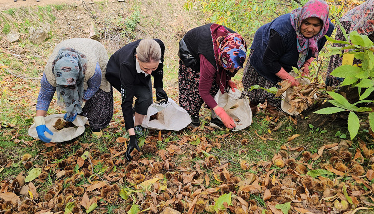 1300 rakımda kestane hasadı: Kaymakam Kan’dan kadınlara moral!