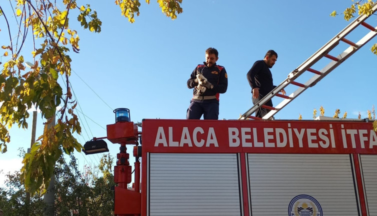 Çorum'da yavru kediyi ağaçtan kurtarma operasyonu