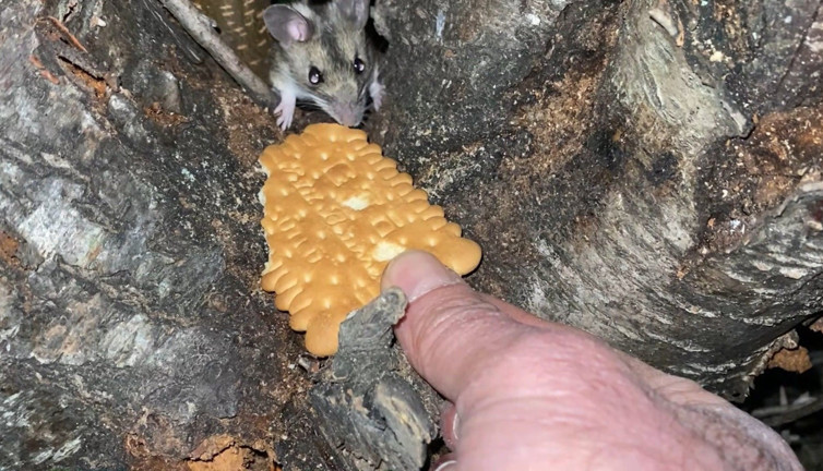 Nesli tükenmekte olan fareyi bisküviyle besledi