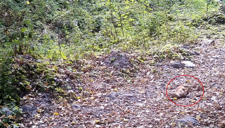 Çakalın yaprak keyfi kamerada