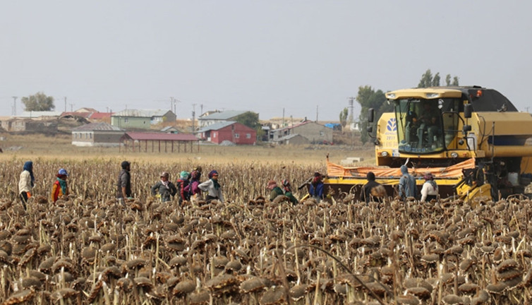 Aydınlı tarım işçileri geçinemiyor!
