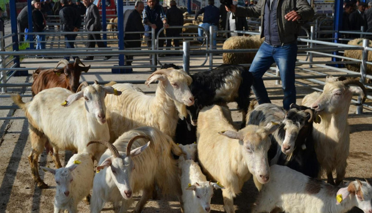 Şap hastalığına karşı denetimler arttı