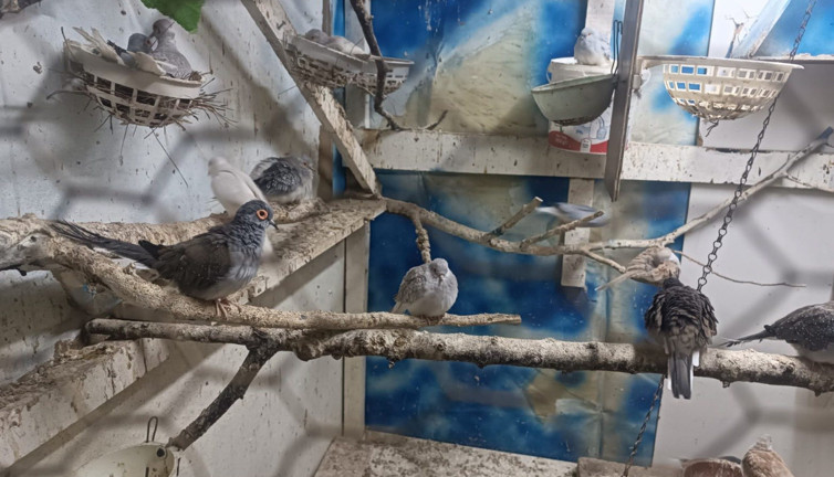 Yasa dışı yollarla yurda sokulan 7 papağan ile 45 kumru ele geçirildi