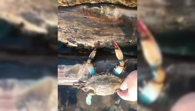 Amatör balıkçının ağına mavi yengeç takıldı