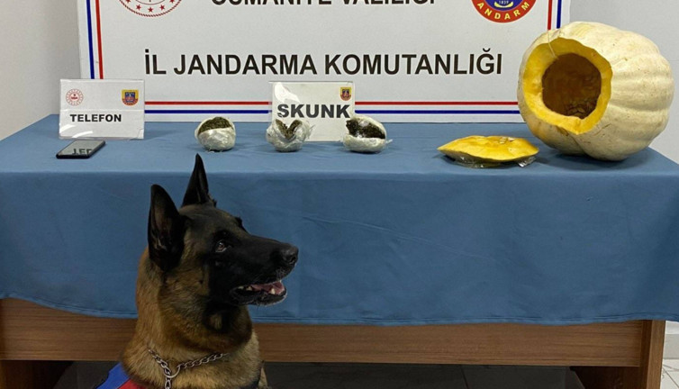 Bal kabağından uyuşturucu çıktı