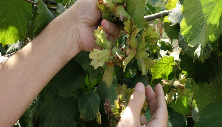 Fındıkta düşük rekolteye rağmen hedef rekor ihracat