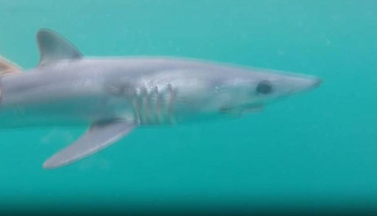 Yer: Türkiye! Balıkçının ağına köpek balığı takıldı