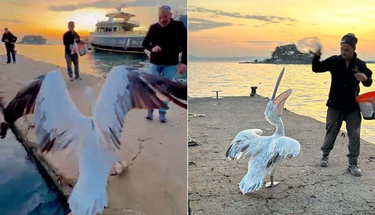 Koca gagalı misafir Erdek’te karnını doyurdu