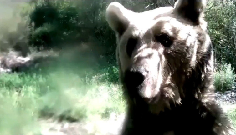 'Selfie çekmeyeceğim!' diyen ayı viral oldu: Fotokapanı görünce çıldırdı!