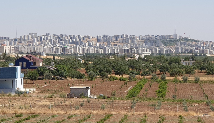 Mehmet Faraç zeytinliklerin, tarım alanlarının betona gömülmesinin yakan bedelini açıkladı