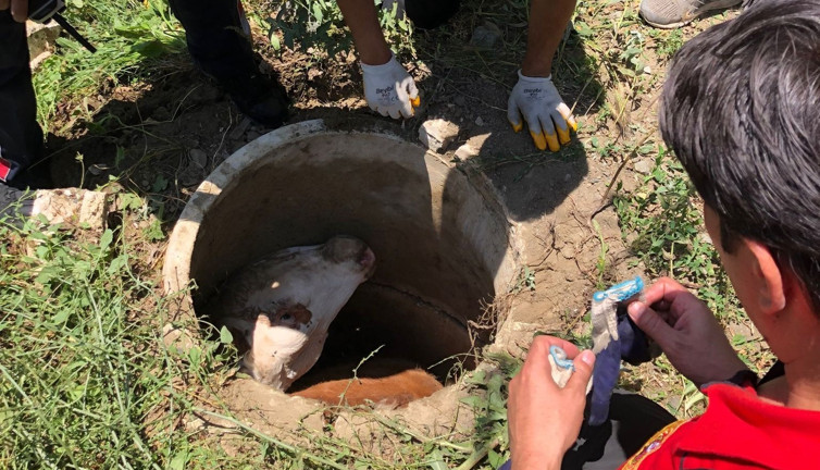 Kanalizasyon kuyusuna düşen inek itfaiye ekiplerince kurtarıldı