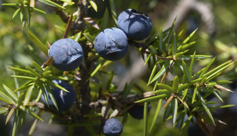 Ardıç çayı nasıl yapılır? Ardıç çayı faydaları neler?