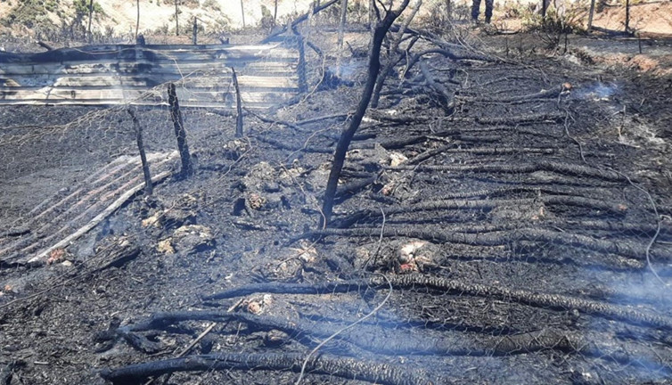 Ağılda yangın: 150 oğlak telef oldu