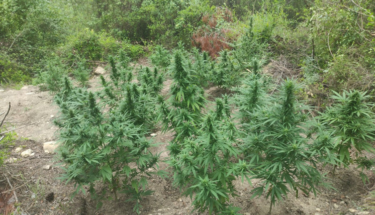 Jandarmadan Hint keneviri operasyonu