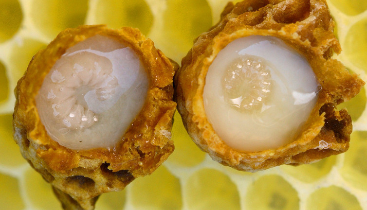 Kilosu 10 bin TL yılda 30 kilo üretiyor