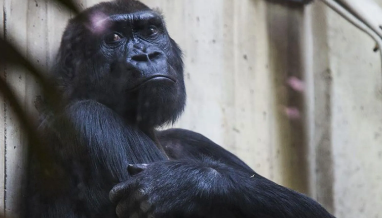 Hayvanat bahçesinden ziyaretçilere uyarı: İzlettiğiniz videolar gorilleri üzüyor