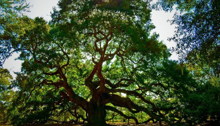 Rüyada meşe ağacı görmek ne demek? Rüyada meşe ağacı görmek neye işaret?