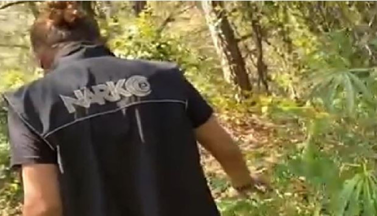 Zehir tarlasına polis baskını