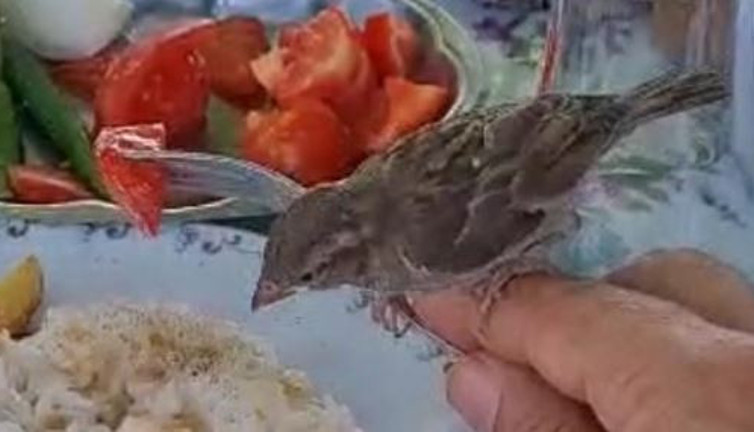 Serçe masadaki pilava ortak oldu