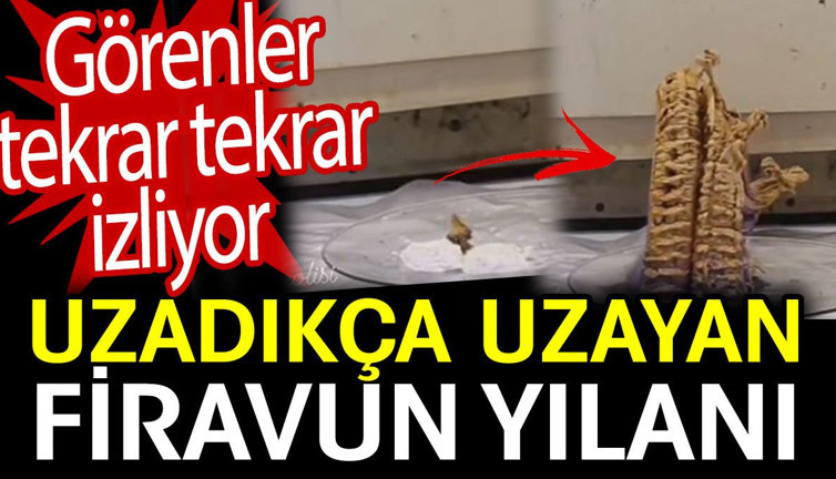 Uzadıkça uzayan Firavun yılanı. Görenler tekrar tekrar izliyor