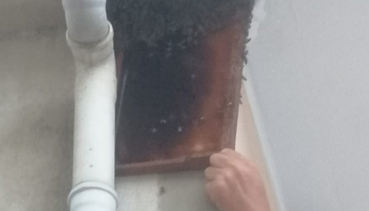 Bursa'da oğul veren arılar balkonu sardı