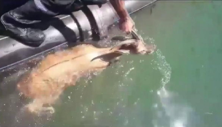 Dağ keçisi suya düştü imdadına işçiler yetişti