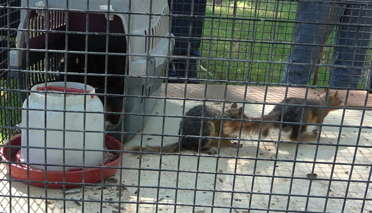 Sincap besleyen adama rekor ceza