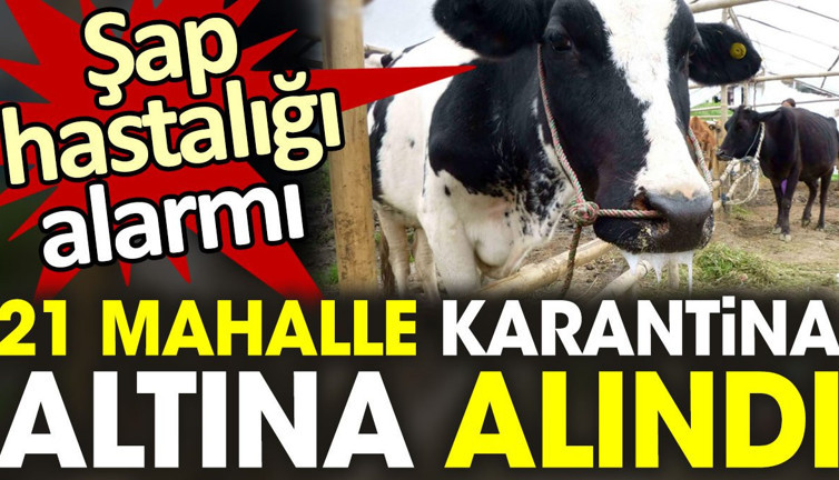 Şap hastalığı alarmı! 21 Mahalle karantinaya alındı