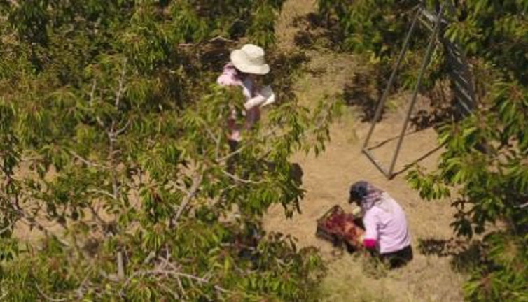 Hasadına geç başlandı. Kilosu merak konusu oldu