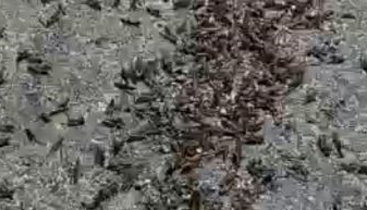 İlçeyi çekirge ve tırtıllar işgal etti