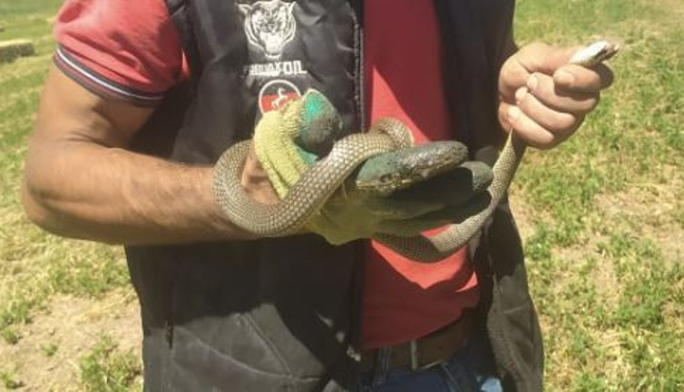 Çiftçi yılanla kediyle oynar gibi oynayıp konuştu