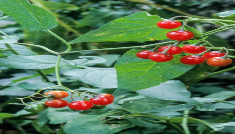 Deri hastalıklarına iyi gelen mucize ot