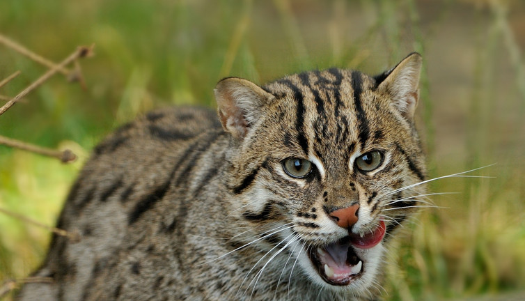 Yabani kedinin kaçırdığı bebek çatıdan düşerek can verdi