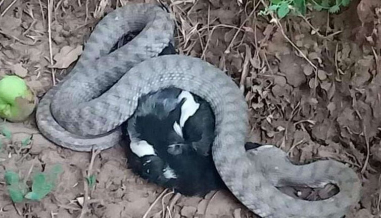 Türkiye'nin en zehirli yılanı yakaladığı kargayı böyle yedi