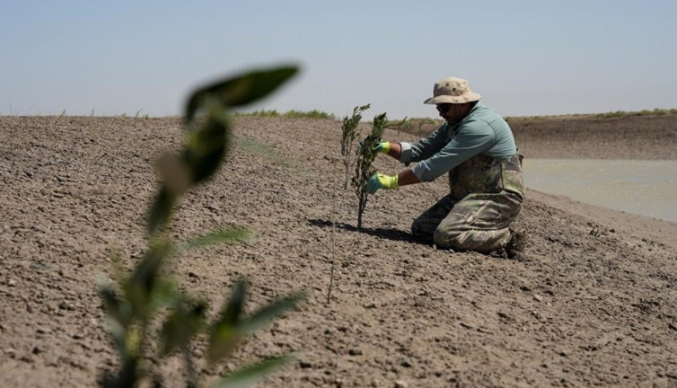 Suudi Arabistan, 50 milyondan fazla mangrov ağacıyla çölleşmeye savaş açtı