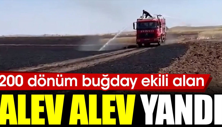 200 dönüm buğday ekili alan alev alev yandı