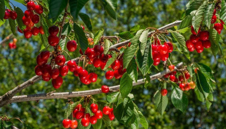 Kiraz bu sene dalda kaldı. Bölgesel tarım raporu yayınlandı