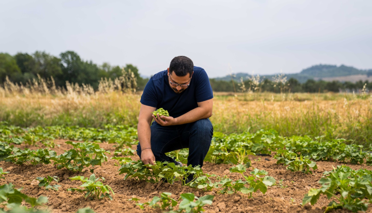 Hasadı yapıldı. Ücretsiz dağıtılacak. Ata tohumundan ekildi ekonomik getirisi yüksek