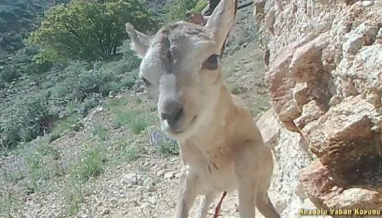 Anadolu yaban koyunu yavrusu fotokapana böyle yakalandı
